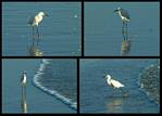 (23) egret montage (day 2).jpg    (1000x720)    268 KB                              click to see enlarged picture